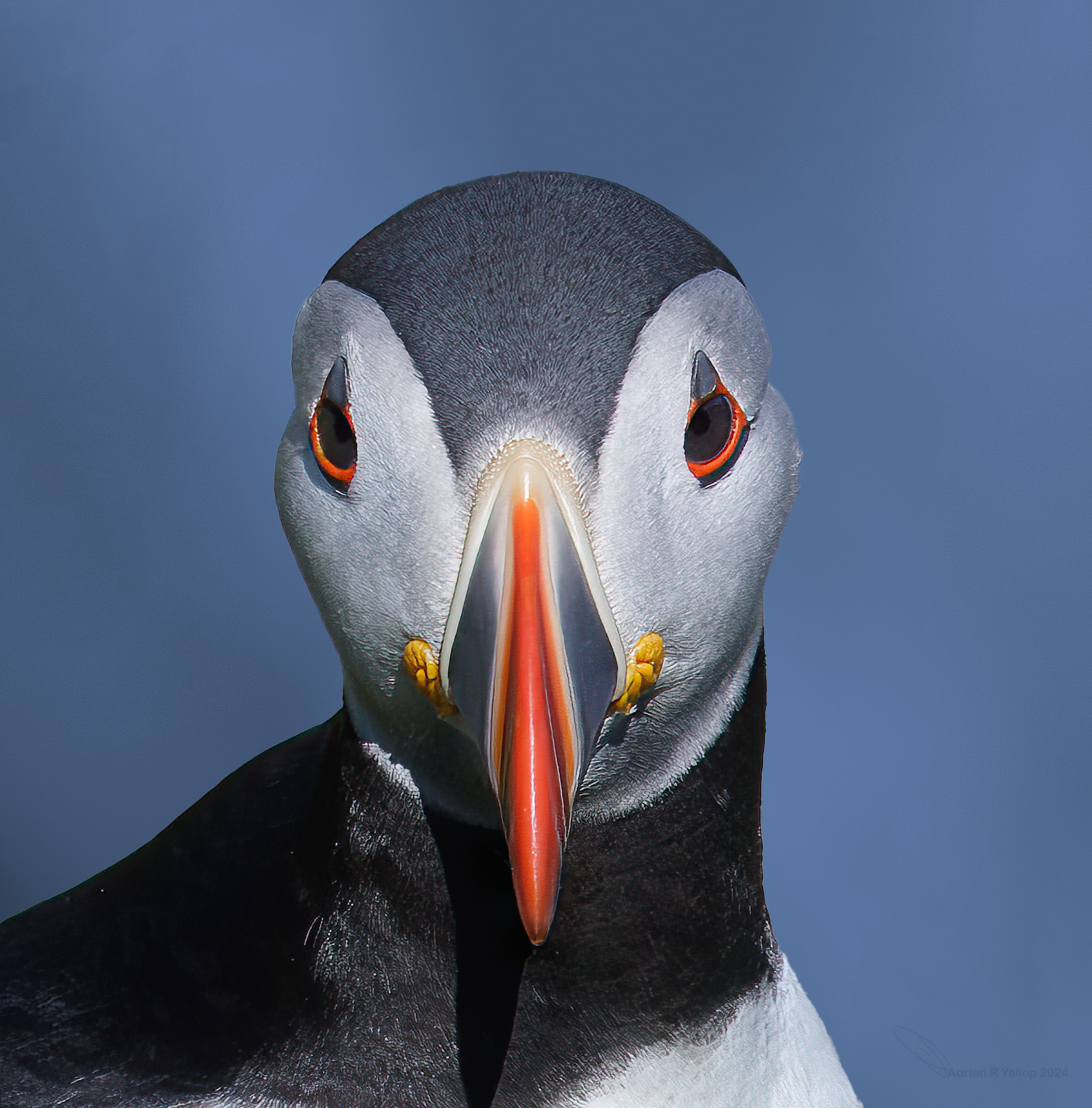  Fratercula arctica